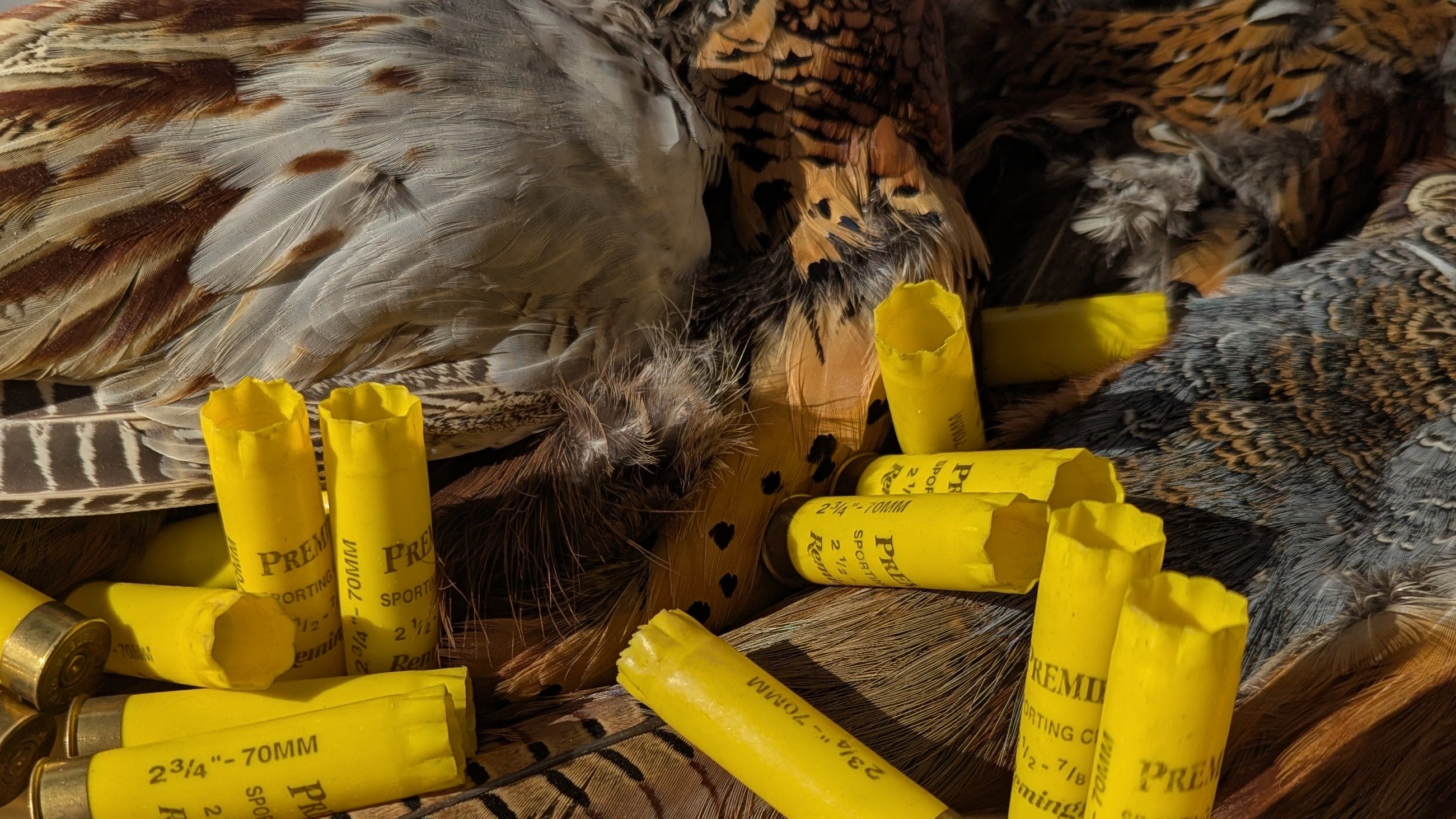 Yellow shotgun shells with pheasant feathers